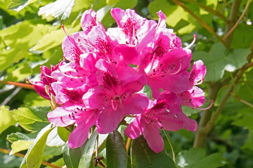 Woodacre B & B Arundel Eksteriør bilde